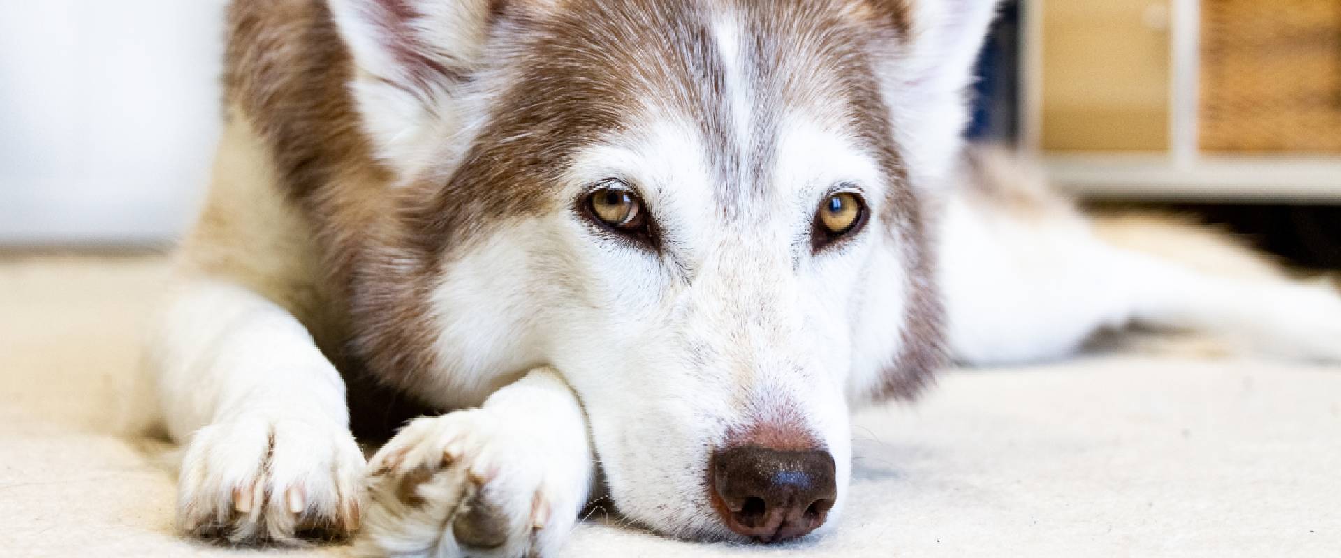 Husky dog store names